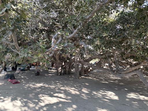 عکس درخت انجیر معابد