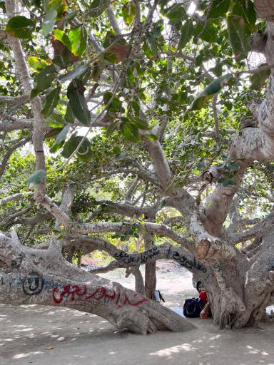 عکس درخت انجیر معابد