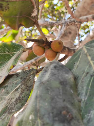 عکس درخت انجیر معابد