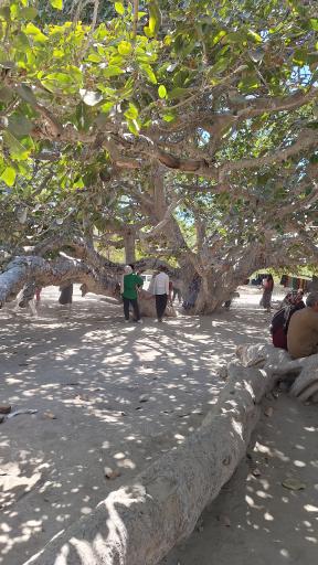 عکس درخت انجیر معابد