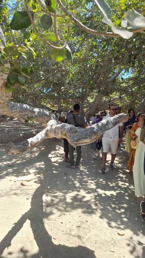 عکس درخت انجیر معابد