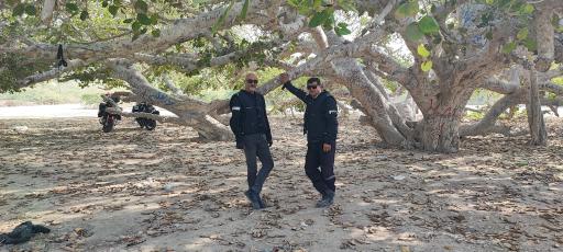 عکس درخت انجیر معابد