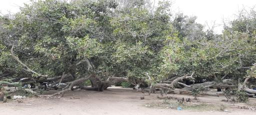 عکس درخت انجیر معابد