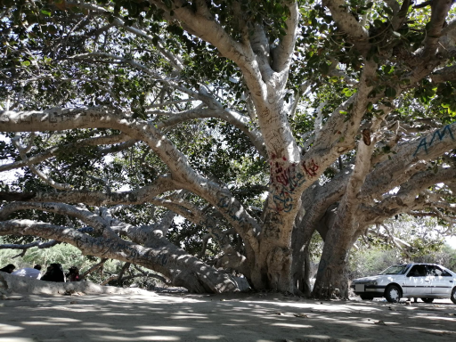 عکس درخت انجیر معابد