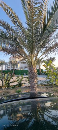 عکس کافه رستوران توسکا