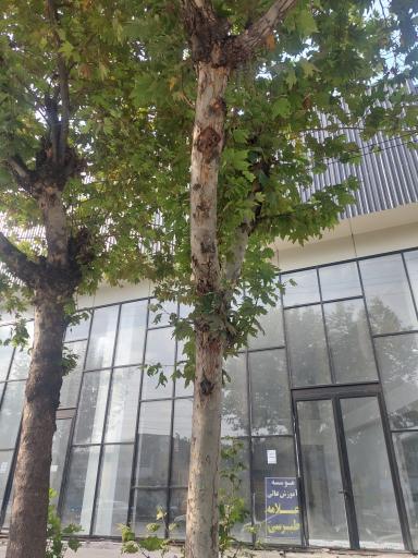 عکس موسسه آموزش عالی علامه طبرسی