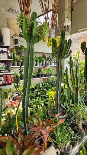 عکس دهکده کاکتوس کرج