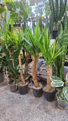 عکس دهکده کاکتوس کرج