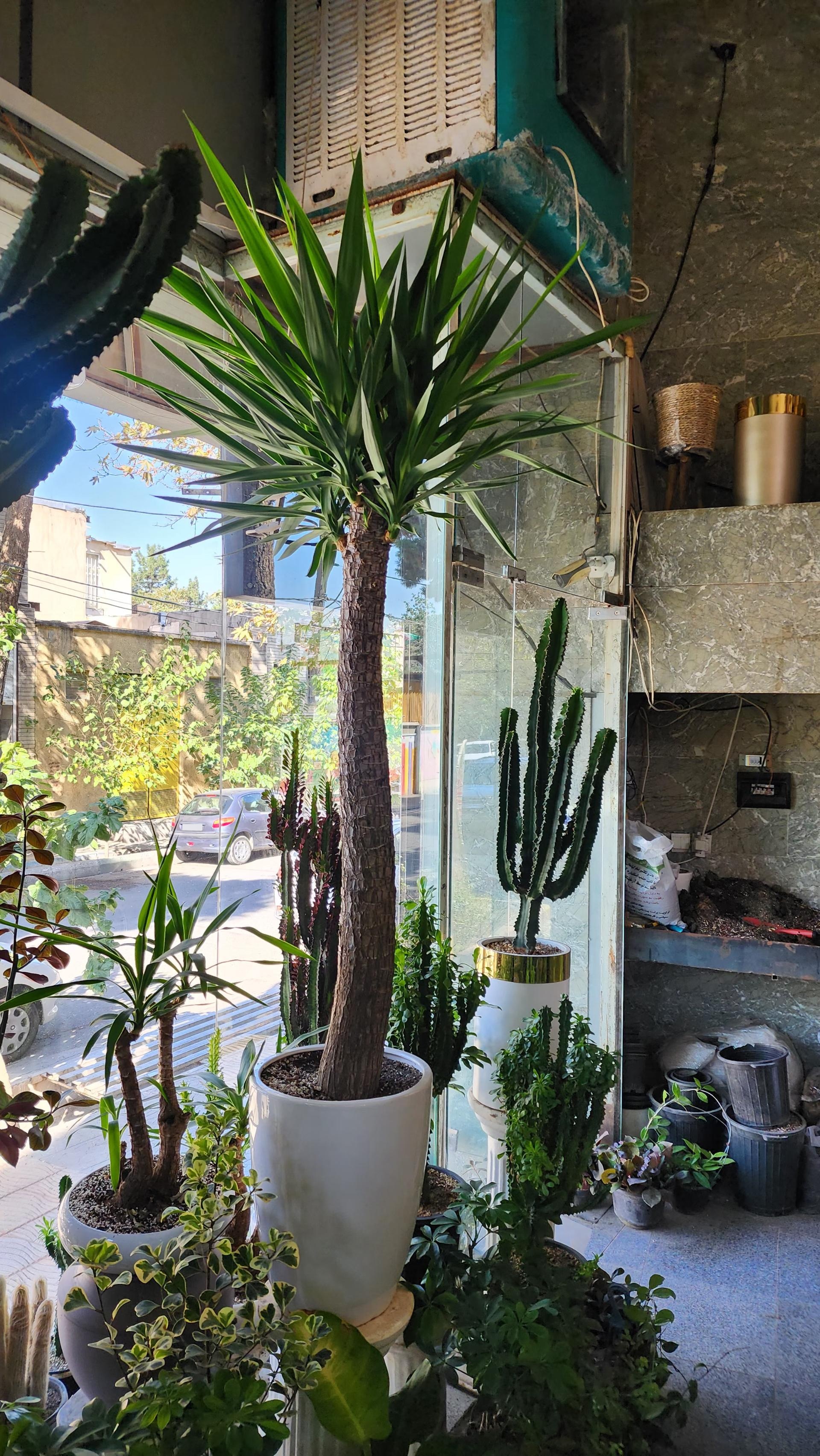 عکس دهکده کاکتوس کرج