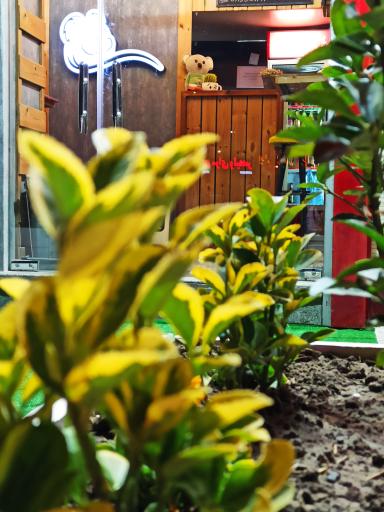 عکس کوآلا اسنک