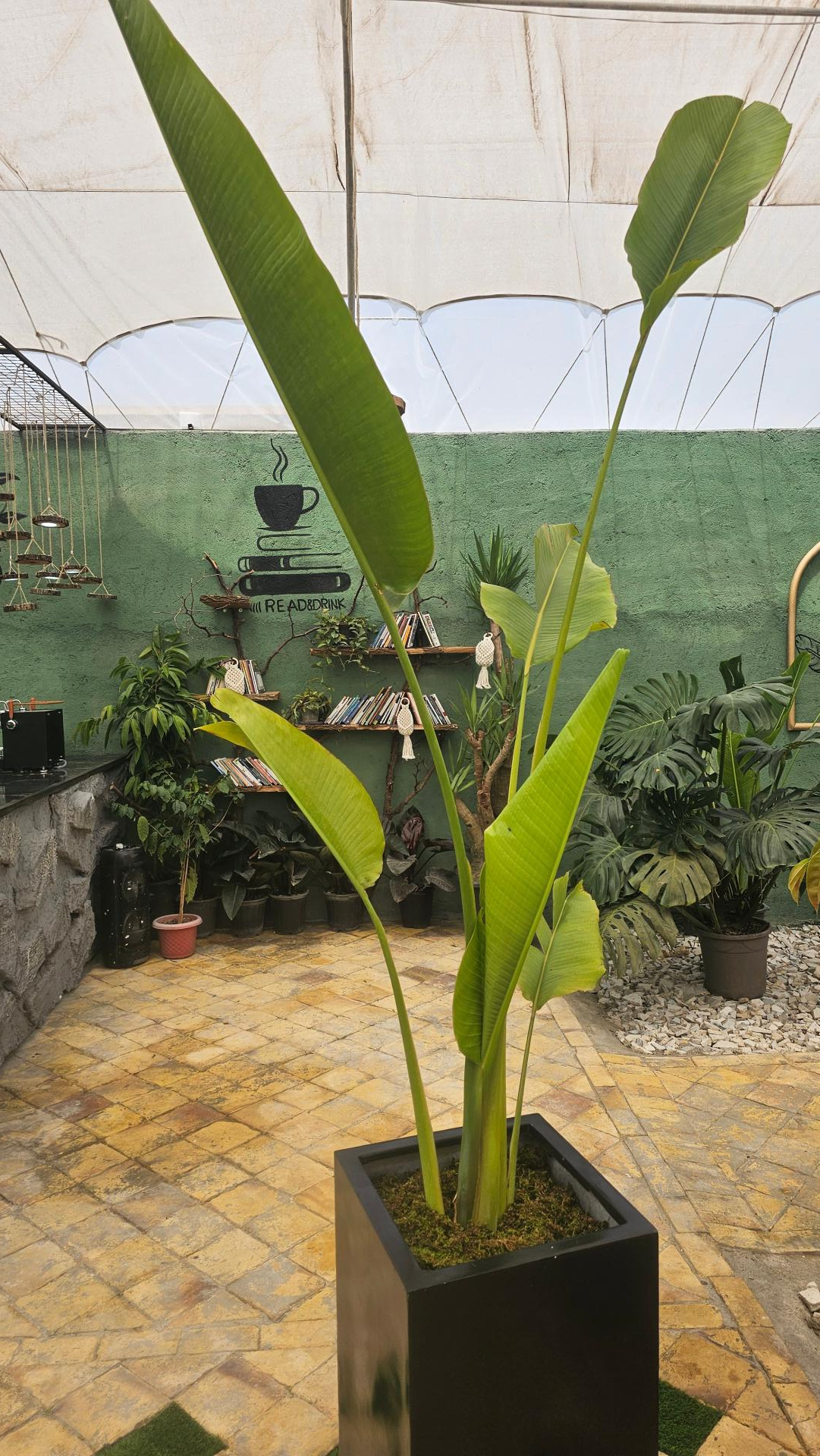 عکس گلفروشی گلناز