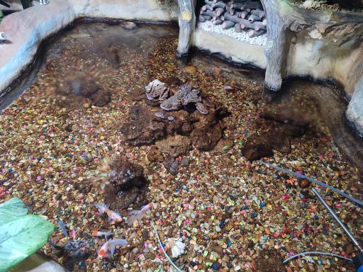 عکس رستوران مجتمع پذیرایی فیامین