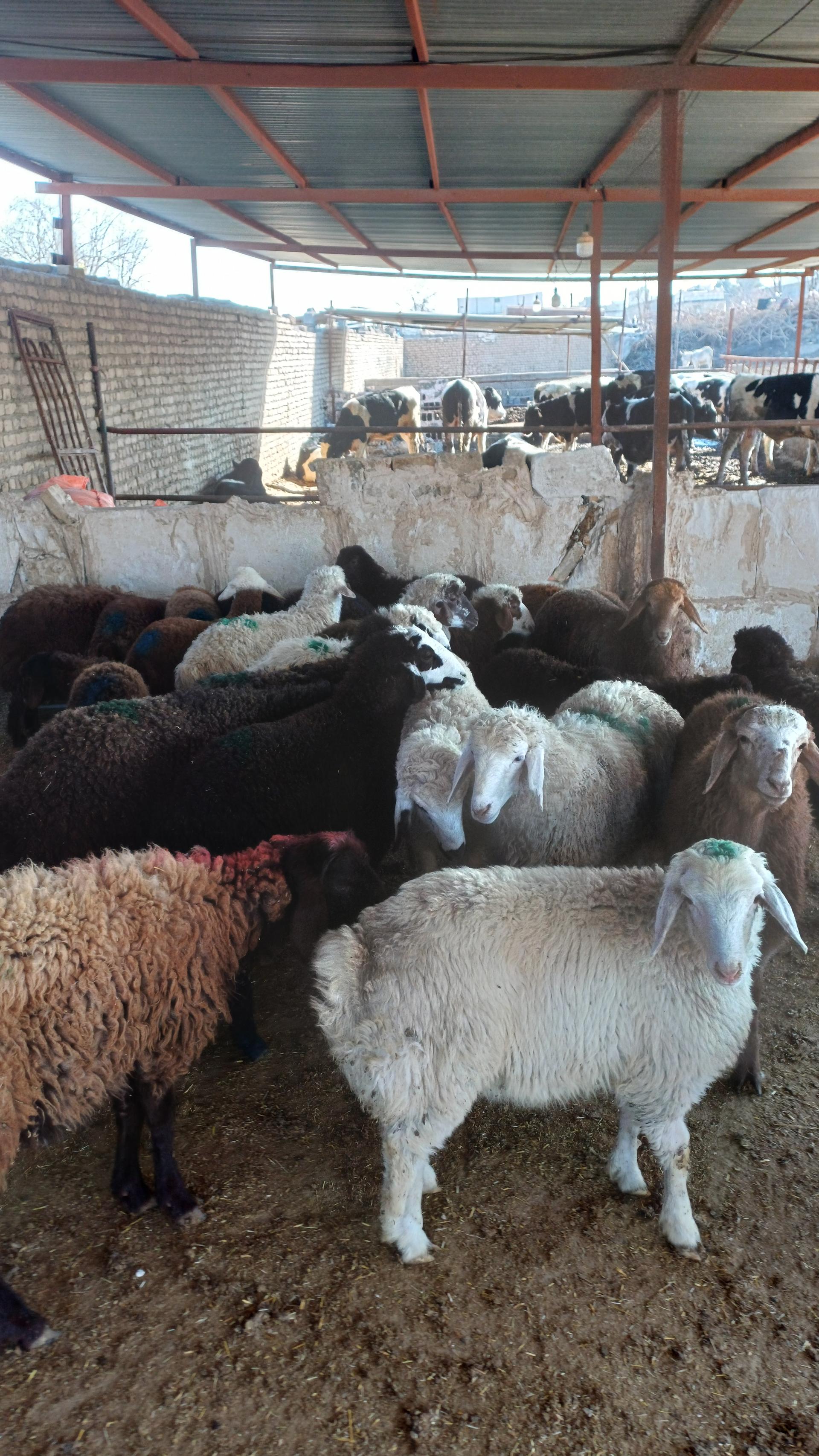 عکس دامداری افشار