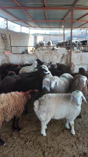 عکس دامداری افشار