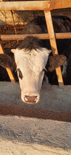 عکس دامداری افشار