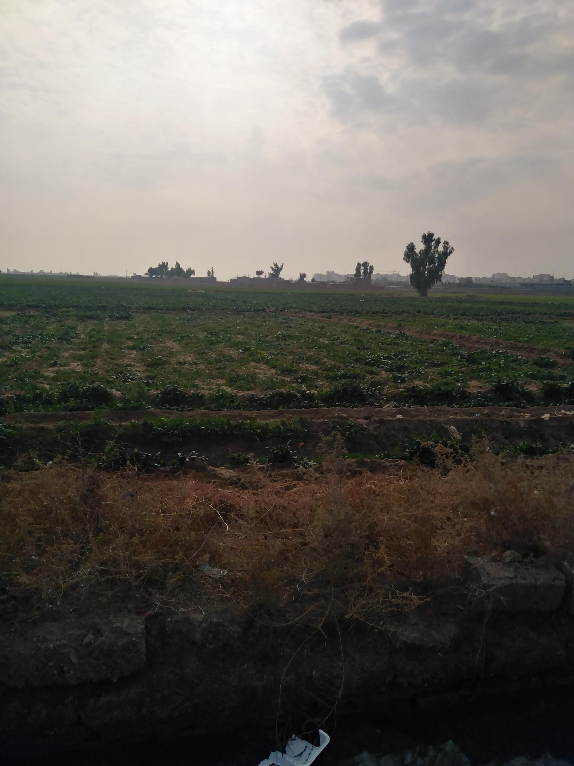 عکس سبزی فروشی بهروزی