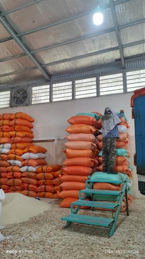 عکس سورتینگ برنج ماه سو