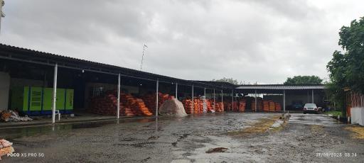 عکس سورتینگ برنج ماه سو