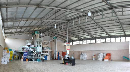 عکس سورتینگ برنج ماه سو