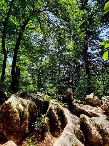 عکس پارک جنگلی لار