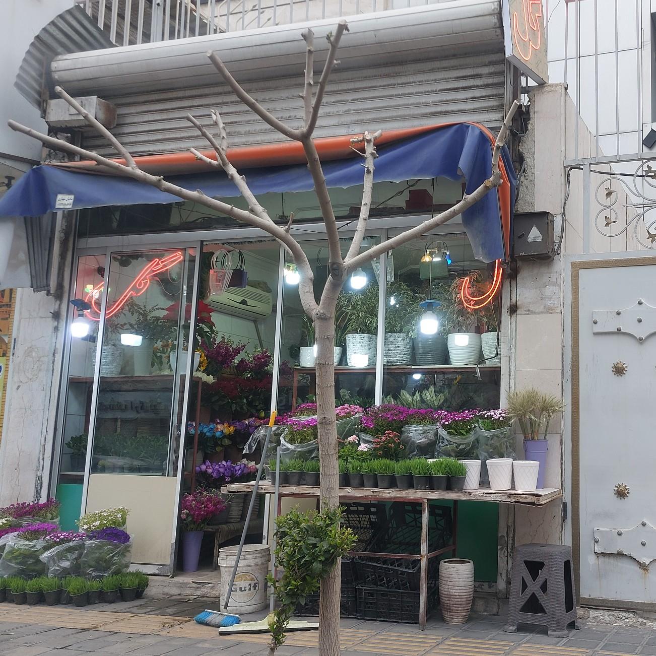 عکس گلستان یاس