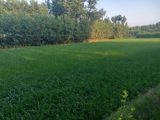 شیرجوپشت بالا