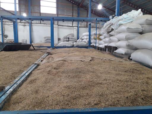 عکس کارخانه شالیکوبی ساقه طلایی