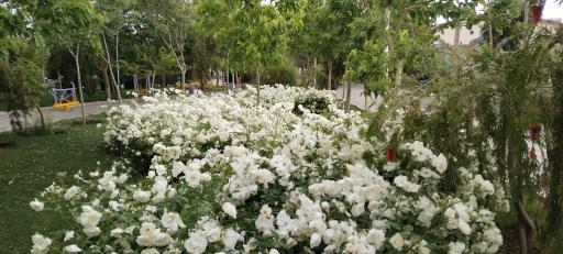 عکس بوستان بهار