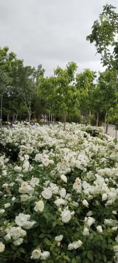 عکس بوستان بهار