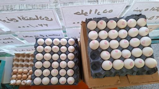 عکس پخش برنج مهدی 
