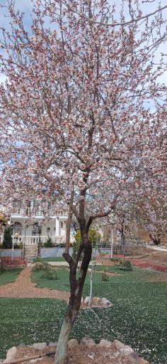 عکس باغ و عمارت فلورا