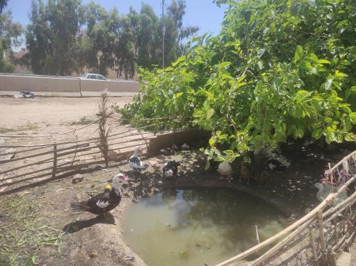 عکس قصابی رستم  تهمتن 