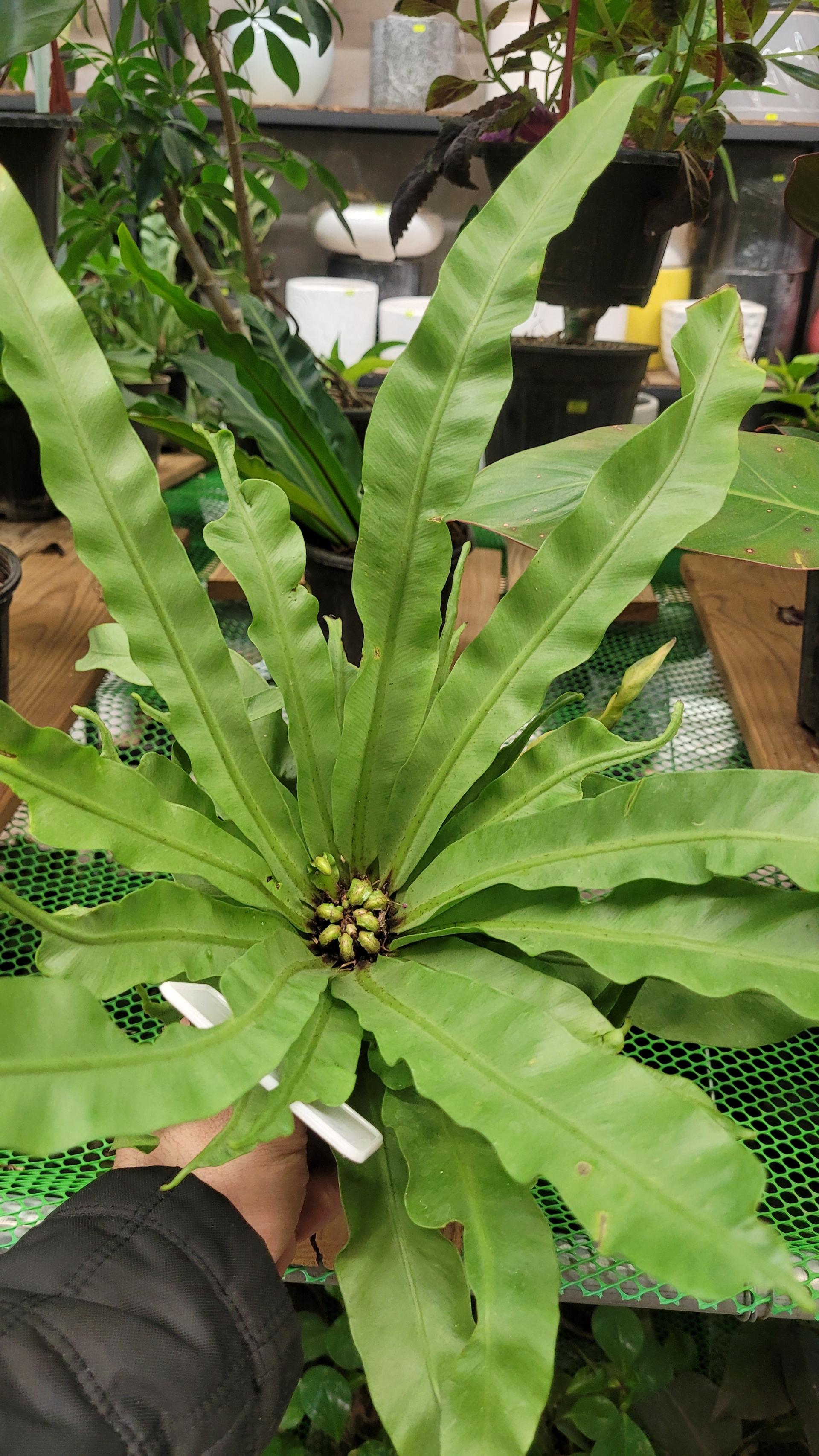 عکس گالری گل ایران ارکیده 