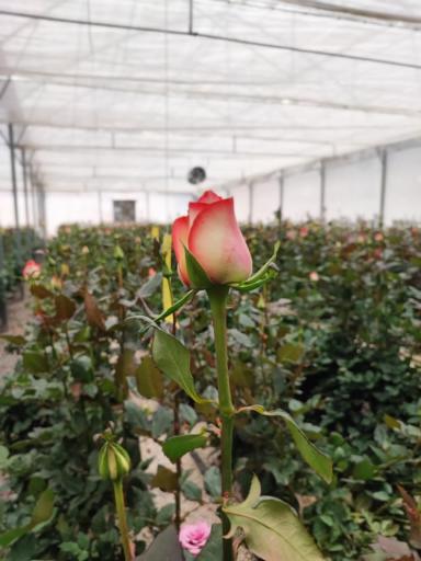 عکس گلخانه آریا