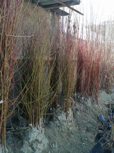 عکس نهالستان آریا نهال