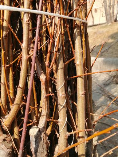 عکس نهالستان آریا نهال