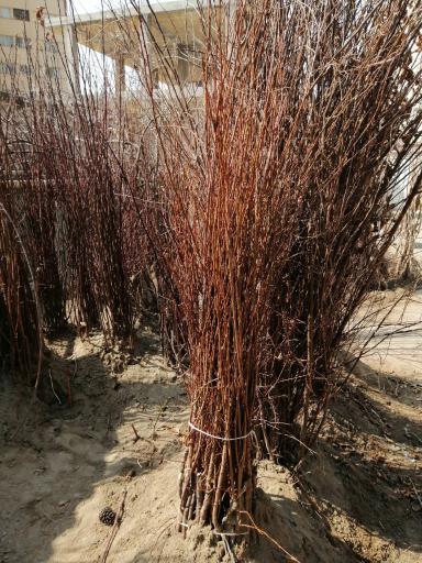 عکس نهالستان آریا نهال