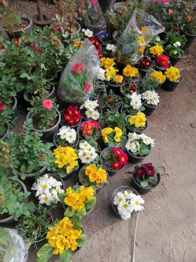 عکس نهالستان آریا نهال