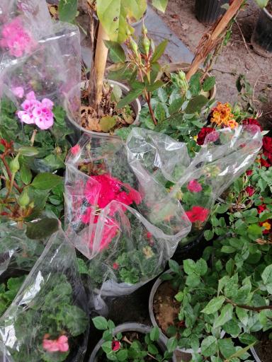 عکس نهالستان آریا نهال