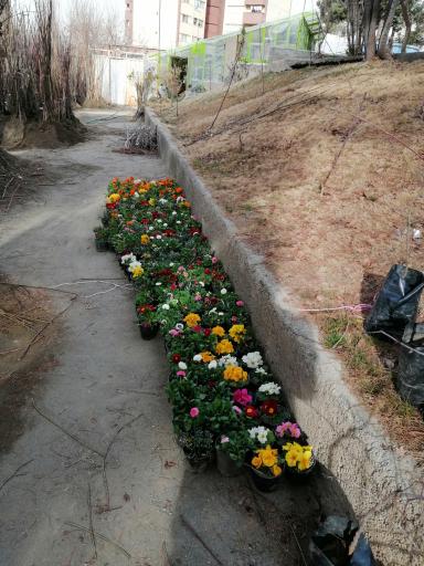 عکس نهالستان آریا نهال