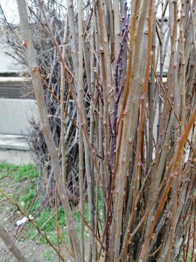 عکس نهالستان آریا نهال