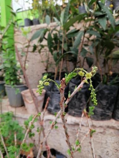 عکس نهالستان آریا نهال