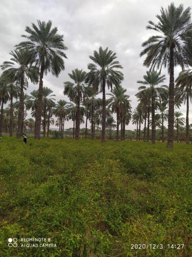 عکس باب انار