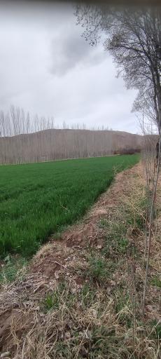 عکس کورتای