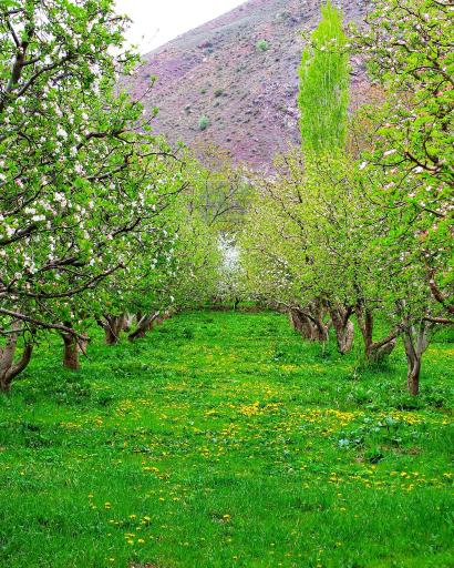 عکس کورتای