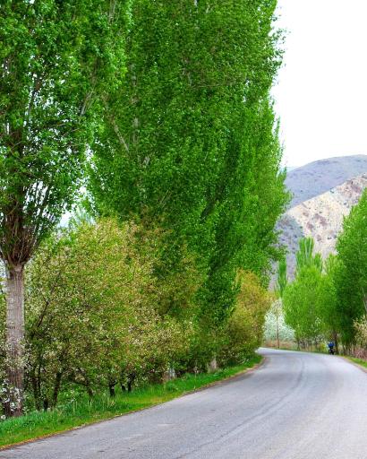 عکس کورتای