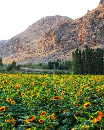 عکس کورتای