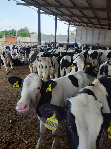 عکس دامپروری رسول