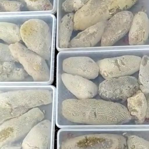 عکس عسل زنبورداران فارس