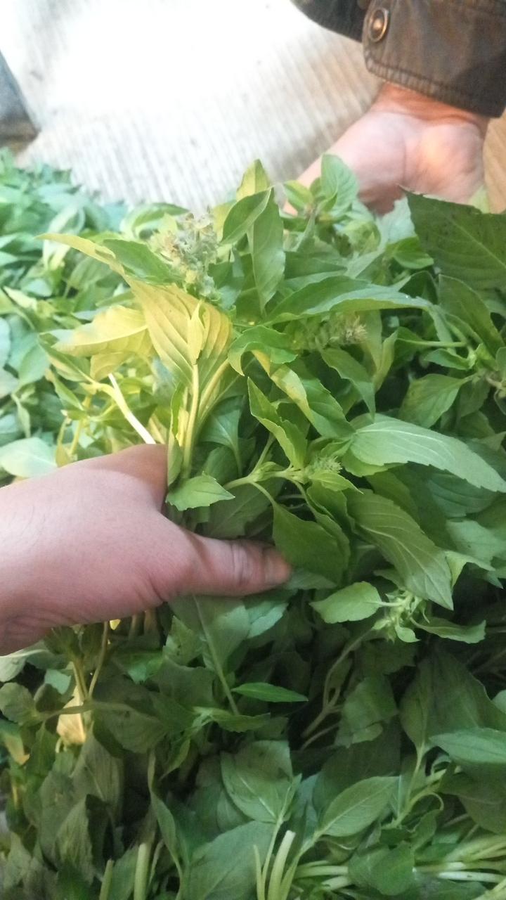 عکس سبزیجات علی آبادی